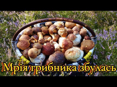 Видео: Стільки грибів в цьому році ще не було Боровики на улюблених місцях Грибні поляни в серпні #boletus