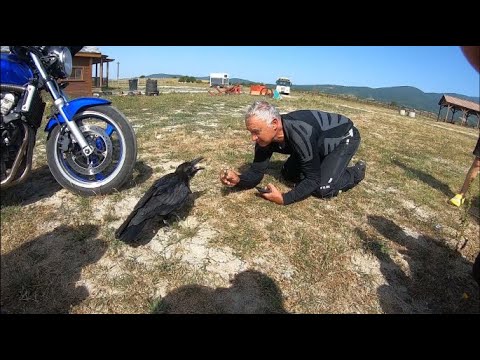 Видео: Гарванът от ранчо „Ел Пасо” и язовир Белмекен. Мотовлог .(епизод 36)
