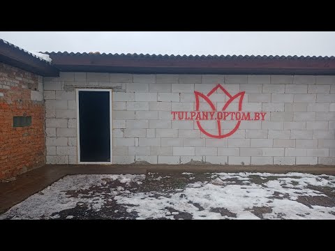 Видео: Выгонка тюльпанов к 8 марта и 14 февраля  Посадка тюльпанов чистка луковиц ТЮЛЬПАНЫ БЕЛАРУСЬ 2023