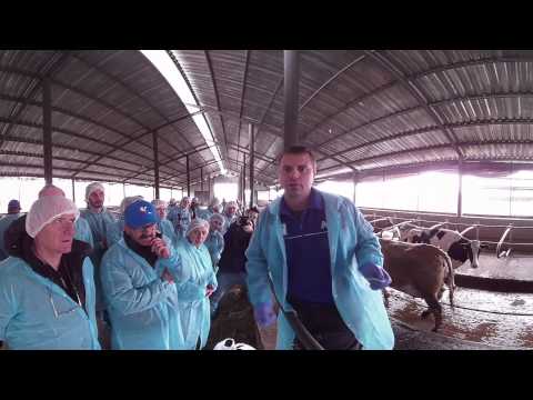 Видео: 360°: Интерактивный мастер-класс по определению кетоза у коров