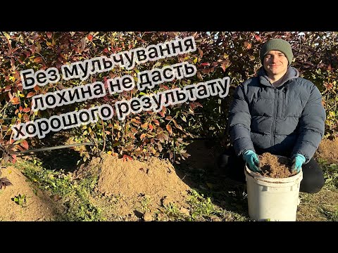 Видео: Що робити щоб врожай лохини на наступний сезон здивував вас 25.10.25