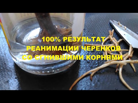 Видео: Реанимация черенков винограда со сгнившими корнями. 100% результат восстановления саженцев