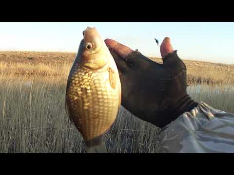 Видео: Клевое место р. Кульса