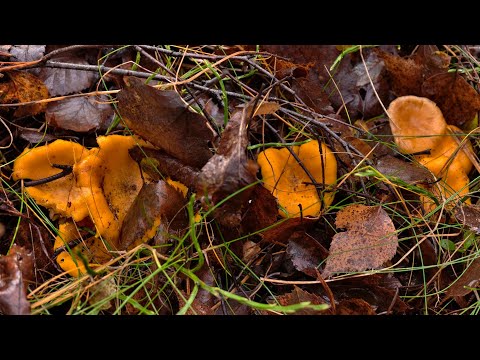 Видео: ПОШЁЛ В ЛЕС ЗА ГРИБАМИ В НОЯБРЕ И ОБАЛДЕЛ! ГРИБНИК В ШОКЕ И ПОТЕРЯЛ ДАР РЕЧИ УВИДЕВ ЭТО! ГРИБЫ 2025!
