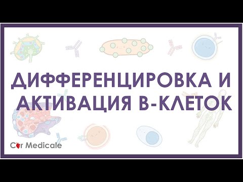 Видео: Дифференцировка и активация В-клеток/В-лимфоцитов