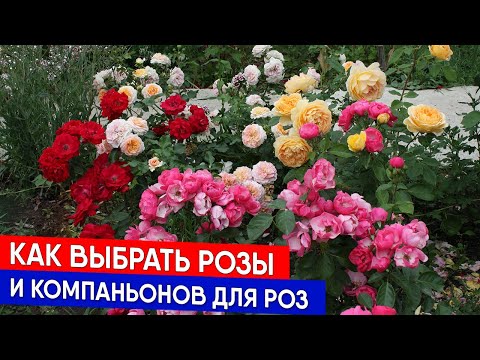 Видео: Как выбрать розы и компаньонов для роз