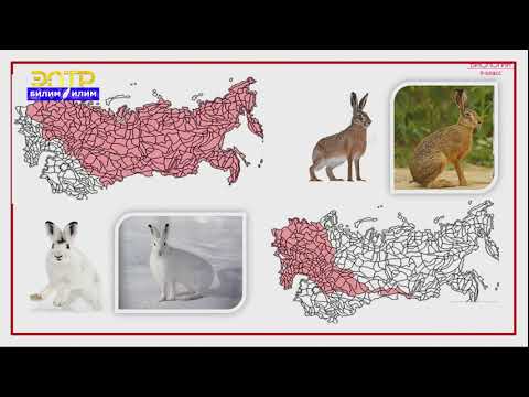 Видео: 9-класс | Биология | Түр-тирүү организмдердин систематикалык категориясы катары
