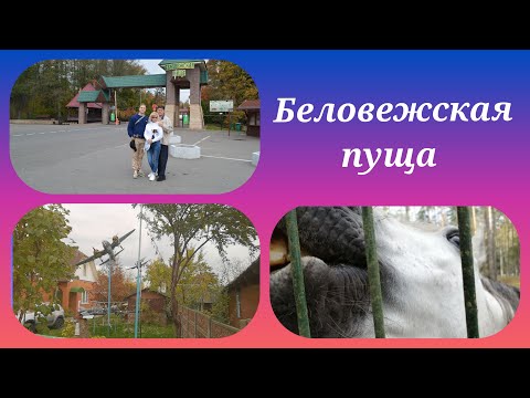 Видео: Что посмотреть в Беларуси. Беловежская пуща, Беларусь.