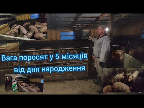Видео: Вага поросят  у 5 місяців від дня народження