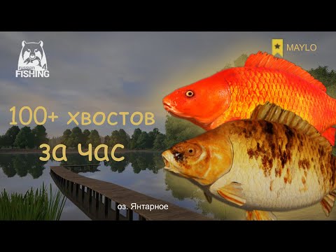 Видео: 800+ монет, Янтарное, карп, фарм серебра | Русская Рыбалка 4 | РР4 MAYLO #русскаярыбалка4 #майло рр4