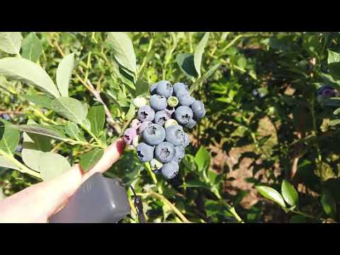 Видео: Лохина, Голубика в Америке. США