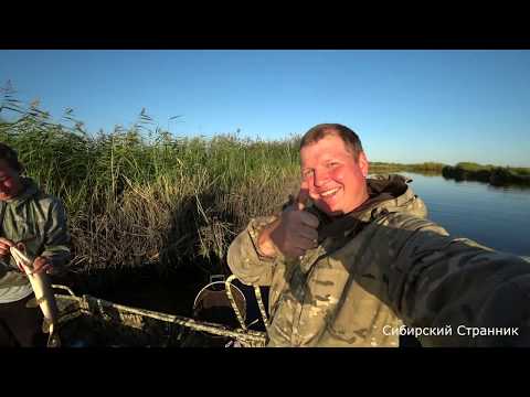 Видео: Сибирские реки просто радуют. Жор хищника начался.