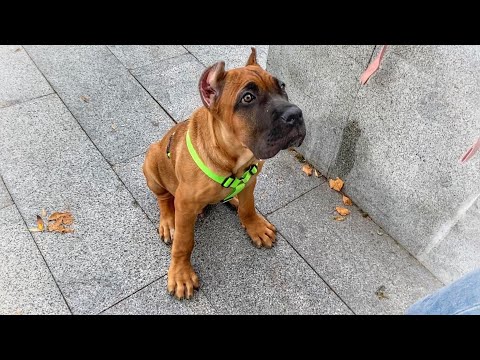 Видео: Сентиментальным не смотреть! Поучительный ролик. Катя и её щенок кане корсо 3 месяца