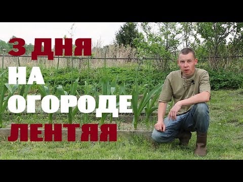 Видео: 3 дня на огороде лентяя//Первый урожай .