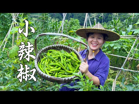 Видео: Соберите корзину, полную перца чили с 6 растений, два способа есть перец чили
