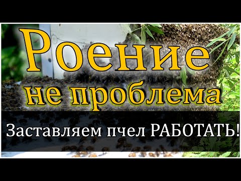 Видео: Заставляю работать рой вместе с семьей. Роение не проблема!