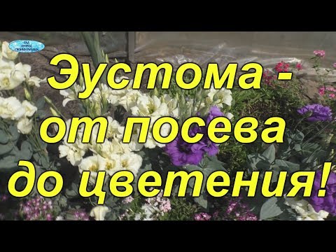 Видео: Эустома от "А" до "Я" - полное руководство по выращиванию!