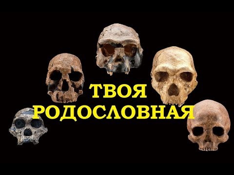 Видео: Станислав Дробышевский - Родословное древо человека