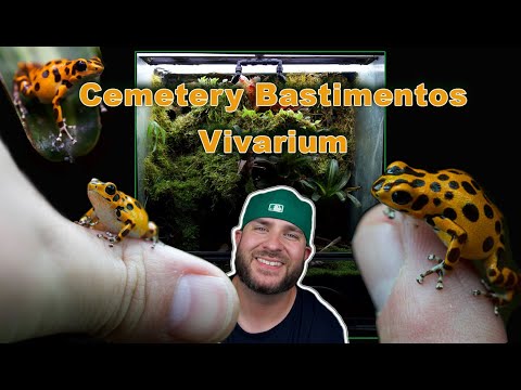 Видео: Кладбище Оофага Пумилио Биоактивный виварий Бастиментос ПОДРОБНЕЕ