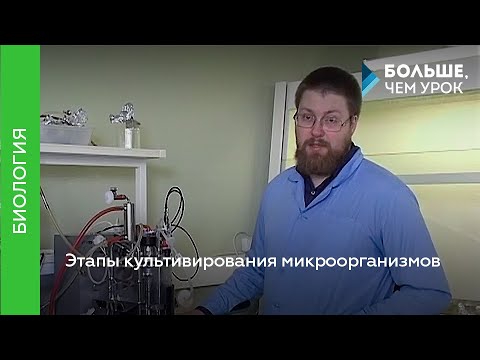 Видео: Этапы культивирования микроорганизмов