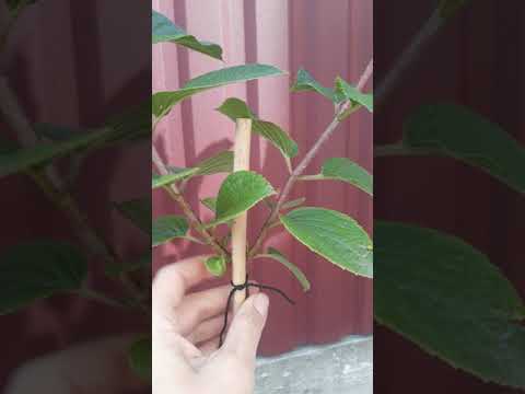 Видео: Гортензия на штамбе часть 1. Начало формирования.