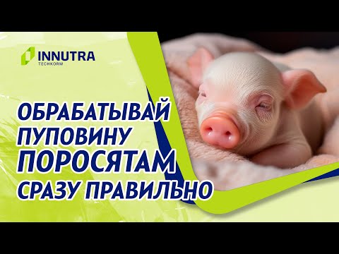 Видео: Правильная обработка пуповины у поросят повысит выживаемость и экономические показатели фермы