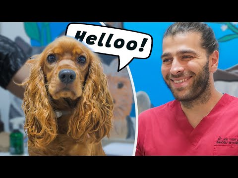 Видео: Визит к ветеринару очаровательного кокера! (Ушные инфекции у собак!)