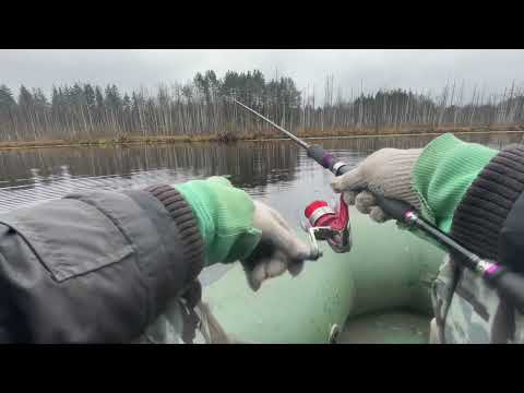 Видео: Осенняя щука на спиннинг, малое лесное озеро, ловля на колебалки)#рыбак #рыбалка #спінінг #щука#топ