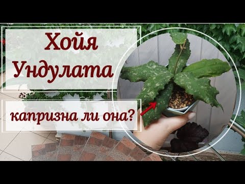 Видео: Хойя ундулата. А так ли уж она капризна, как я о ней слышала? 🤔