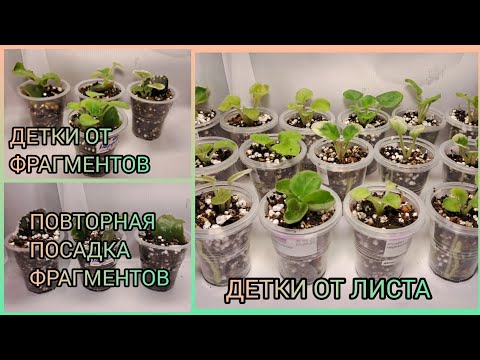Видео: Детки от фрагментов. Отсадка и рассадка деток фиалок.