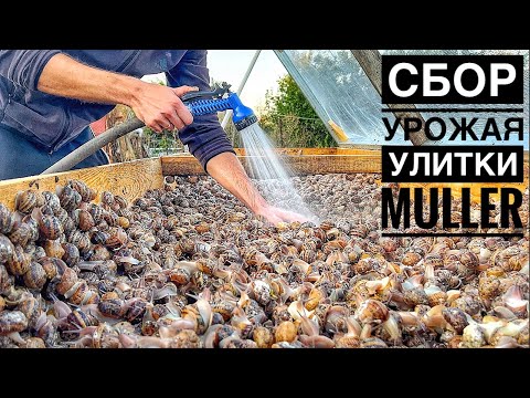 Видео: Собираем урожай улитки Muller сезона 2023 | Процесс сбора и мойки улитки | Часть 1.