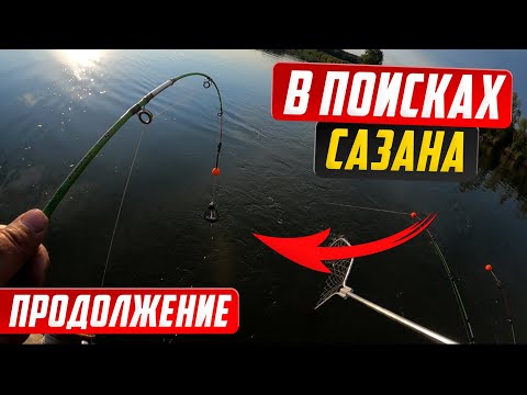 Видео: В поисках сазана на реке Обь, Продолжение/Рыбалка на сазана