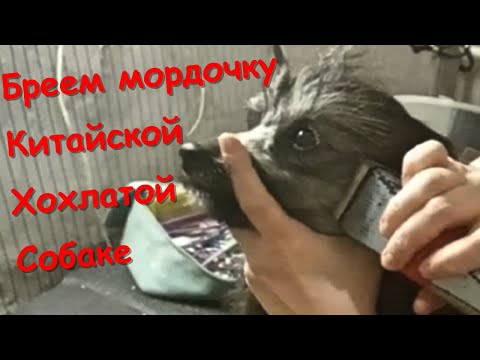 Видео: Бреем Мордочку Китайской Хохлатой Собаке. Груминг Морды