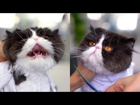 Видео: Невероятная кошка! 😻🛁✂️❤️ Прекрасный и Яростный!!