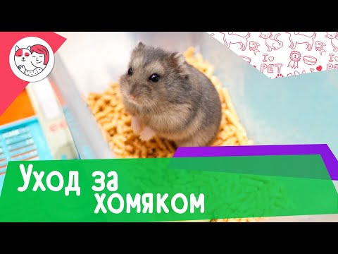 Видео: 5 самых распространенных ошибок в уходе за хомяком