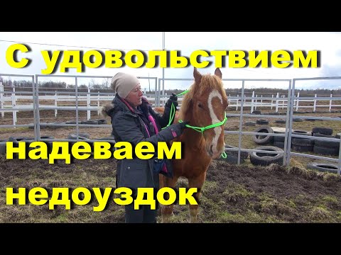 Видео: Надеваем недоуздок с удовольствием. Маленький конь Клёвый.