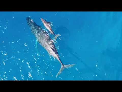 Видео: Не просто говорить