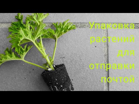 Видео: Упаковка растений(укорененных и черенков) для отправки почтой📦