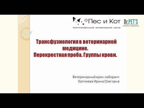 Видео: Трансфузиология в ветеринарной медицине. Перекрестная проба. Группы крови.