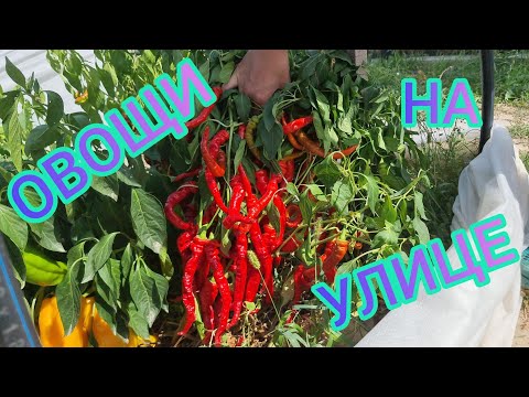 Видео: ПЕРЕЦ НА УЛИЦЕ. СХЕМА ПОСАДКИ ОВОЩЕЙ. РАСТОЯНИЕ МЕЖДУ ПЕРЦАМИ, КАПУСТОЙ, ЛУКОМ, БАКЛАЖАНАМИ,ТОМАТАМИ