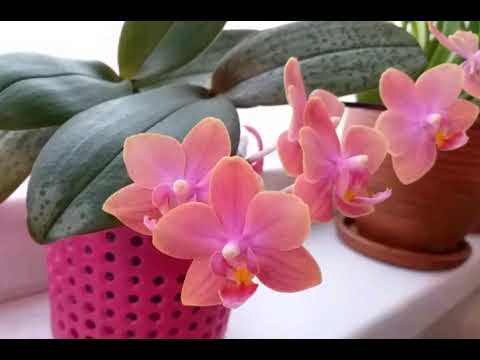 Видео: Особенности орхидей из серии ,, Парфюмерная фабрика".Мои пёстрые красотки.
