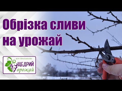 Видео: Обрізка сливи на урожай. Обрізка сливи чашею