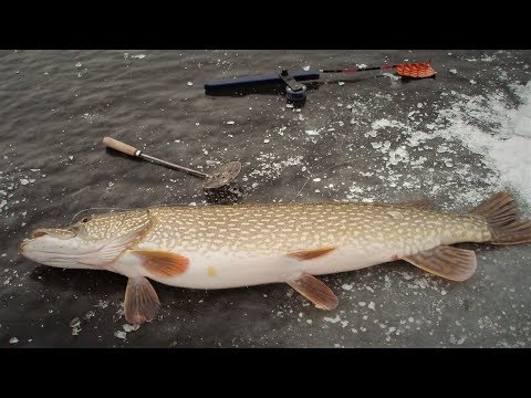 Видео: Первый лёд.Жерлицы 2018-2019 Бешеный клёв щуки !