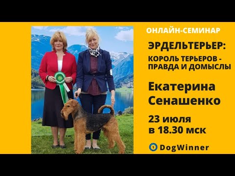 Видео: Эрдельтерьер. Король Терьеров - правда и домыслы. Вебинар Екатерины Сенашенко