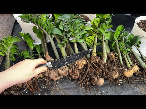 Видео: ЖАЛЕЮ ЧТО РАНЬШЕ ТАК НЕ ВЫРАЩИВАЛА ЗАМИОКУЛЬКАС,  даже чахлый вмиг нарастит МОЩНЫЕ КЛУБНИ и ЛИСТВУ