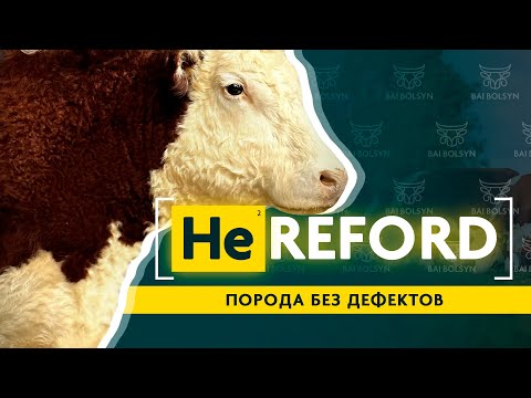 Видео: Герефорд — КРС без дефектов? История, содержание, откорм, рентабельность. Где купить?