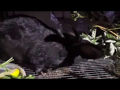 Видео: Надюша-крольчиха любит малину 🥕🍓 Елена передала ей вкусняшки🍏 #farmer #rabbit #dex #rabbitfarming