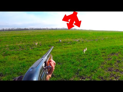 Видео: НАСТРЕЛЯЛ ЗАЙЦЕВ ВСЕМ !!!  МИНУС ДВА РУЖЬЯ !!!