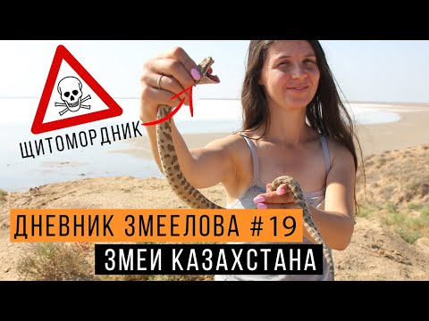 Видео: Поймали ядовитого ЩИТОМОРДНИКА в Казахстане! / Дневник Змеелова 19 / Змеелов - ученый