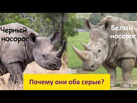Видео: Белый или черный? Почему так назвали серых носорогов?! Наталья Носова